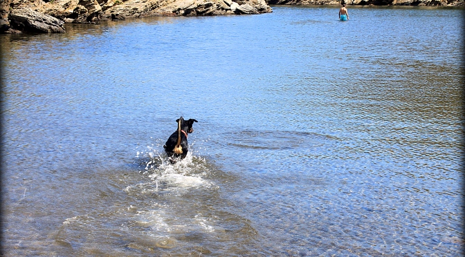 lista Fanático cirujano Playas para perros | Calas y Playas de Catalunya